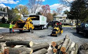 Best Root Management and Removal  in Upland, CA