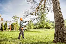 Reliable Upland, CA Tree Care Solutions