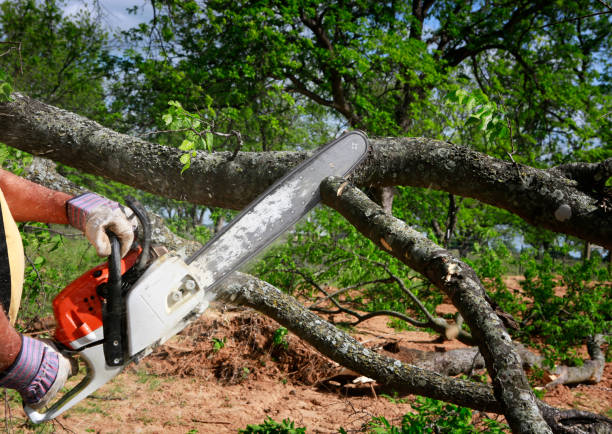 How Our Tree Care Process Works  in  Upland, CA
